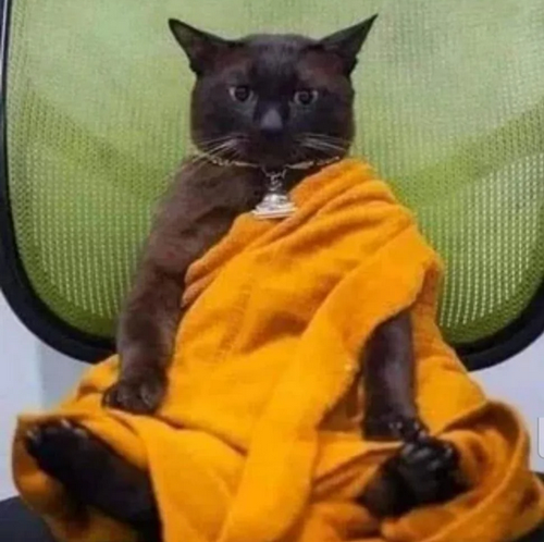 Screenshot 2025 02 01 at 10 14 10 Reddit https preview.redd.it the cat buddha in its most enlightene.png