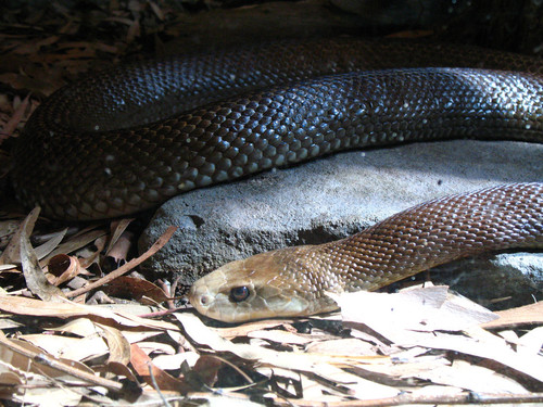 Costal Tiapan at Taronga Zoo.jpg