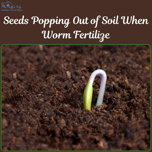 Seeds Popping Out of Soil When Worm Fertilize.jpg