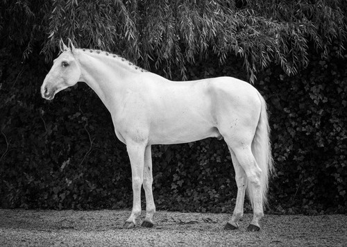 15156763 1284720654881404 5799000151122780765 o (1).jpg