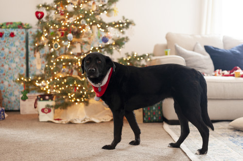 VhydeChristmas2018 41.jpg