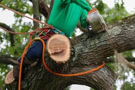 "Safe & Affordable Tree Removal in Epping – Get a Free Quote Today!".jpg