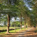 00014 2 南州糖廠小葉欖仁綠色隧道