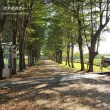 00013 南州糖廠小葉欖仁綠色隧道