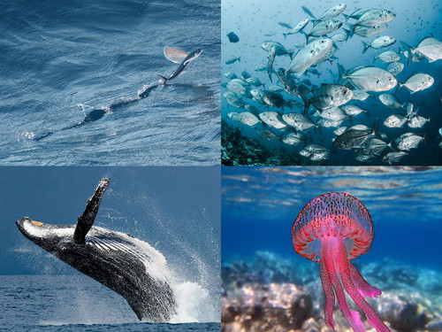 ' Glorified is The  All-Mighty Creator '.jpg