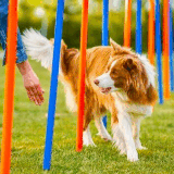 Atlanta Dogwood Obedience Group Dog Training Classes in GA.gif