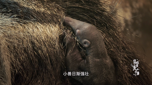 Dong.Wu.Cheng.Li.Wu.Xiao.Shi.S01E01.2023.2160p.WEB DL.H265.AAC HHWEB.mp4 20241126 211240.954.png