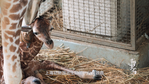 Dong.Wu.Cheng.Li.Wu.Xiao.Shi.S01E01.2023.2160p.WEB DL.H265.AAC HHWEB.mp4 20241126 211235.288.png