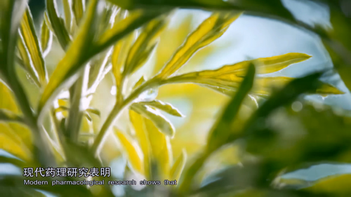 The.Tale.of.Chinese.Medicine.S02E01.2019.2160p.WEB DL.H265.AAC HHWEB.mp4 20241126 193558.458.png