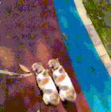 zs7dJ3f68IvPu5n.gif
