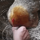 忘仔 QQ 糖.gif