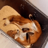 我还是上朝去吧.gif