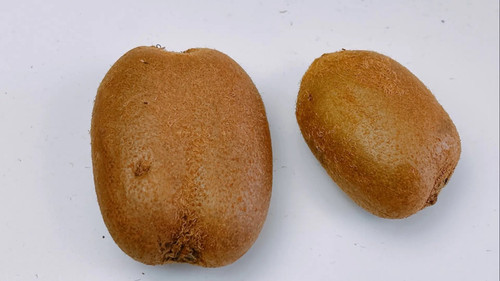 kiwi2420.jpg