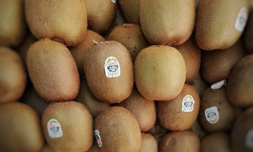 kiwi2421.jpg
