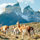 torres del paine patagonia PATAGONIA1216 dcdfa4dffdfe492e99aa7200865de3fe