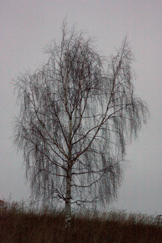 IMG 2854.jpg