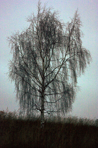 IMG 2853a.jpg