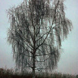 IMG 2853a
