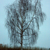 IMG 2853b