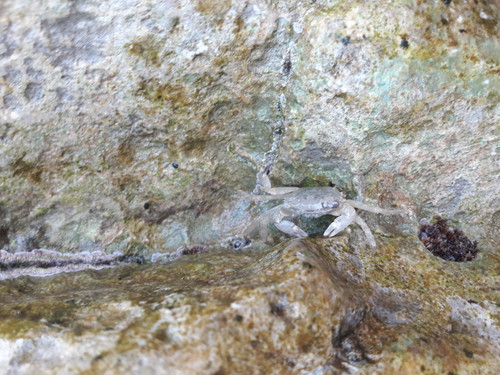 Crabs; Publicdomain; Cc0; Freeimage;.jpg