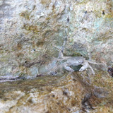 Crabs; Publicdomain; Cc0; Freeimage;