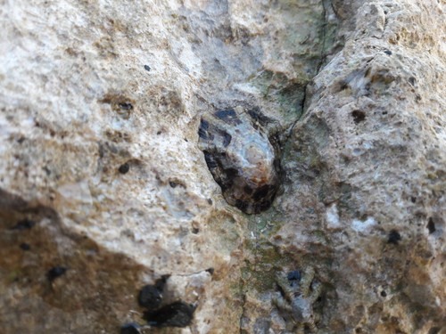 Crabs; Publicdomain; Cc0; Freeimage;.jpg