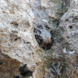 Crabs; Publicdomain; Cc0; Freeimage;