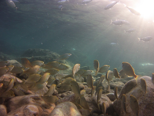 Fish; Publicdomain; Cc0; Freeimage;.jpg