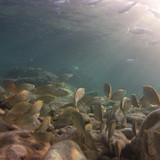 Fish; Publicdomain; Cc0; Freeimage;