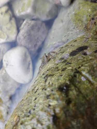 Crabs; Publicdomain; Cc0; Freeimage;.jpg