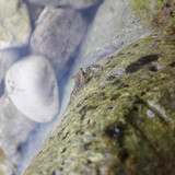 Crabs; Publicdomain; Cc0; Freeimage;