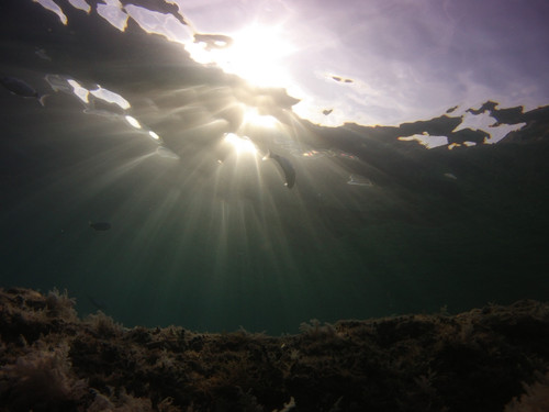 Fish; Publicdomain; Cc0; Freeimage;.jpg