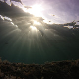 Fish; Publicdomain; Cc0; Freeimage;