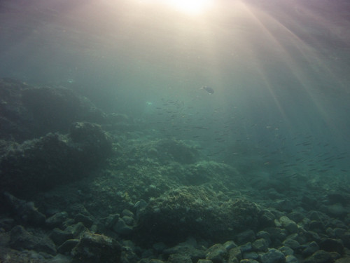 Fish; Publicdomain; Cc0; Freeimage;.jpg