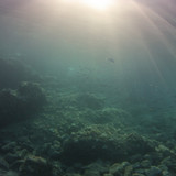 Fish; Publicdomain; Cc0; Freeimage;