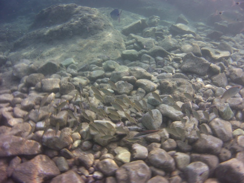 Fish; Publicdomain; Cc0; Freeimage;.jpg