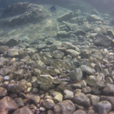 Fish; Publicdomain; Cc0; Freeimage;