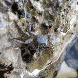 Crabs; Publicdomain; Cc0; Freeimage;