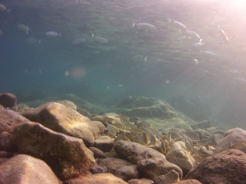 Fish; Publicdomain; Cc0; Freeimage;.jpg