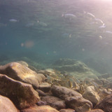 Fish; Publicdomain; Cc0; Freeimage;