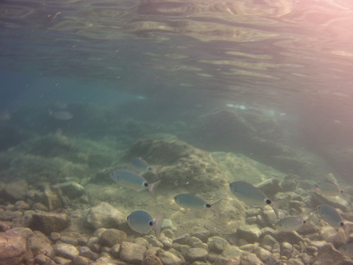 Fish; Publicdomain; Cc0; Freeimage;.jpg