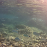 Fish; Publicdomain; Cc0; Freeimage;