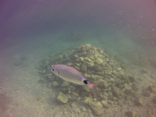 Fish; Publicdomain; Cc0; Freeimage;