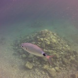 Fish; Publicdomain; Cc0; Freeimage;