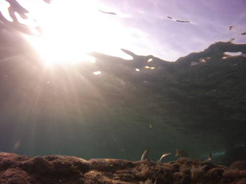 Fish; Publicdomain; Cc0; Freeimage;.jpg