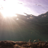 Fish; Publicdomain; Cc0; Freeimage;