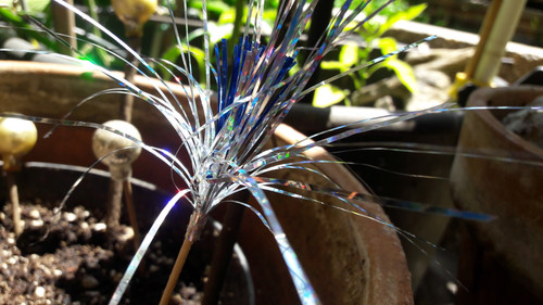 Decoration; Publicdomain; Cc0; Freeimage;.jpg