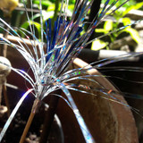 Decoration; Publicdomain; Cc0; Freeimage;