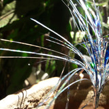 Decoration; Publicdomain; Cc0; Freeimage;