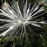 Decoration; Publicdomain; Cc0; Freeimage;